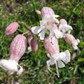 bladder campion